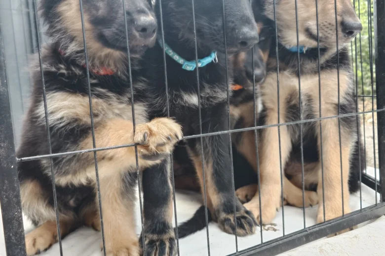German Shepherd (Alsatian)