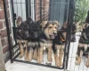 German Shepherd (Alsatian)