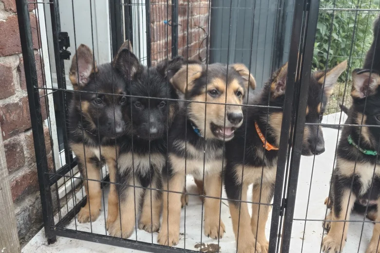 German Shepherd (Alsatian)