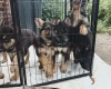 German Shepherd (Alsatian)