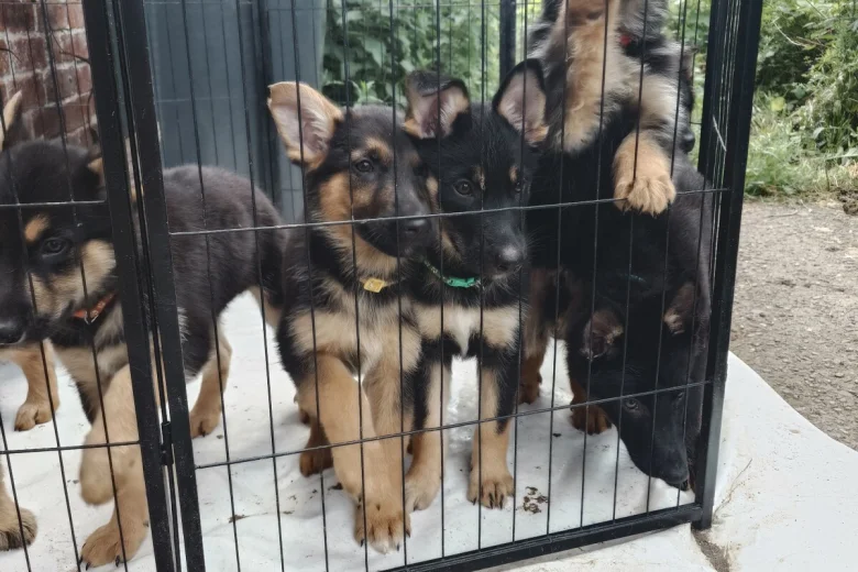 German Shepherd (Alsatian)
