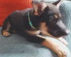German Shepherd (Alsatian)