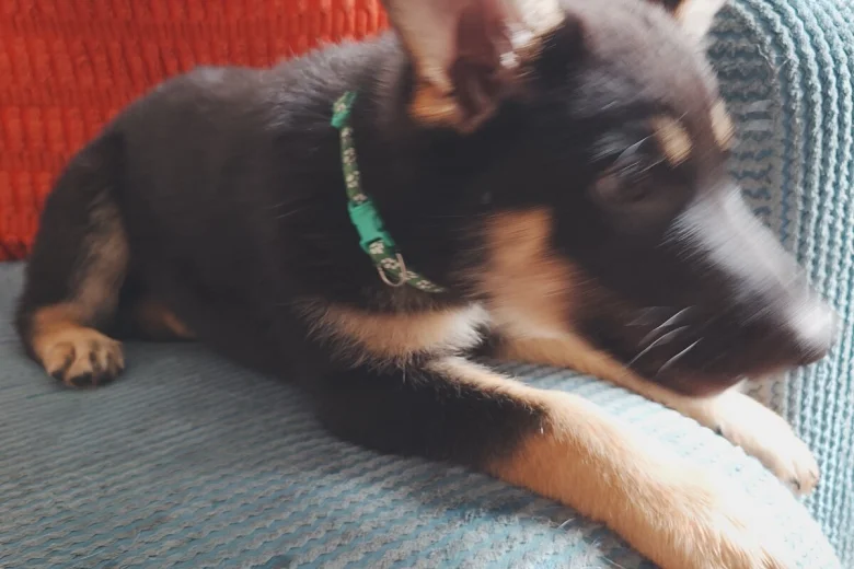 German Shepherd (Alsatian)