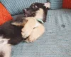 German Shepherd (Alsatian)