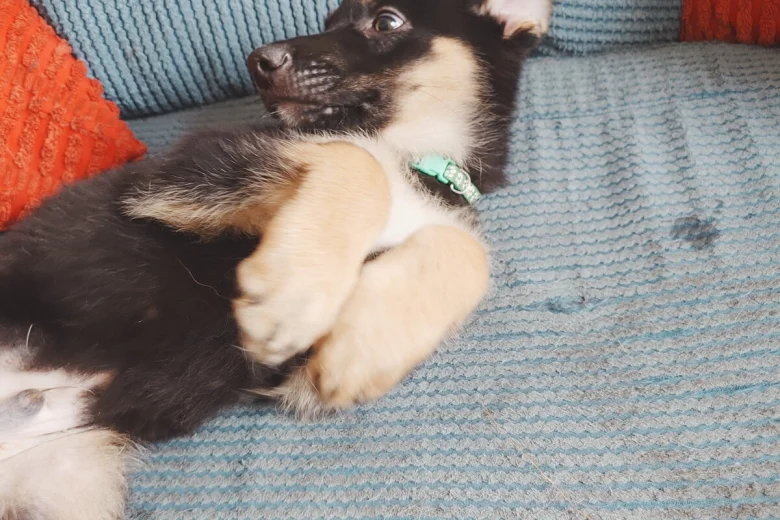 German Shepherd (Alsatian)