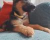German Shepherd (Alsatian)