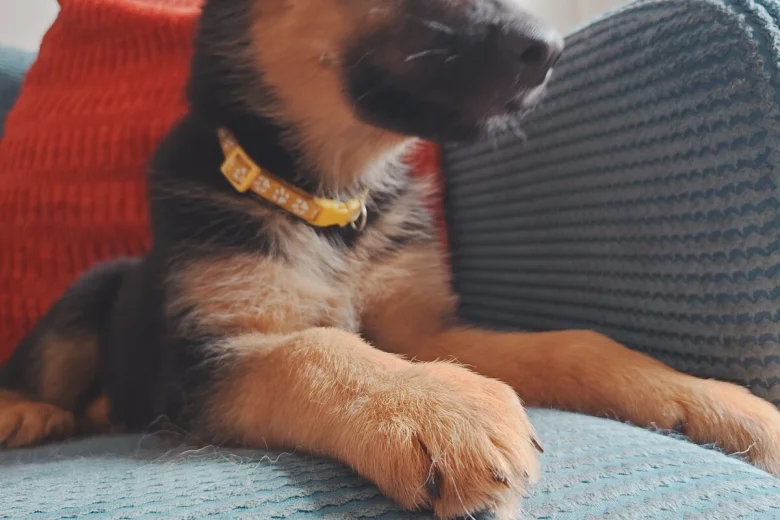 German Shepherd (Alsatian)