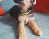 German Shepherd (Alsatian)