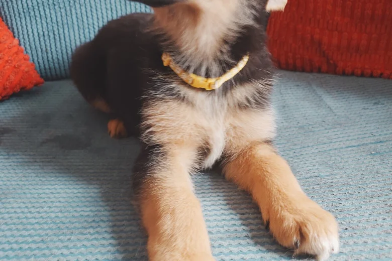 German Shepherd (Alsatian)