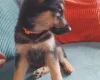 German Shepherd (Alsatian)