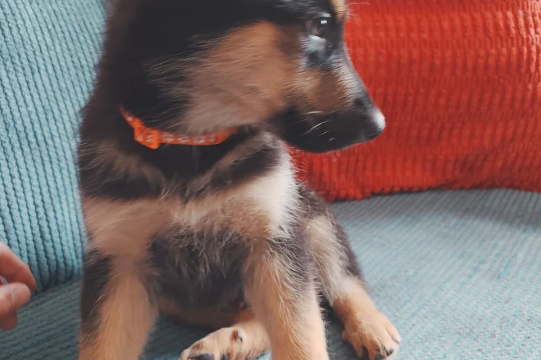 German Shepherd (Alsatian)
