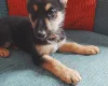 German Shepherd (Alsatian)
