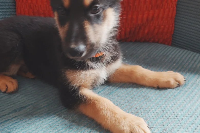 German Shepherd (Alsatian)