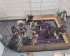 German Shepherd (Alsatian)