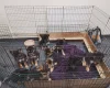 German Shepherd (Alsatian)