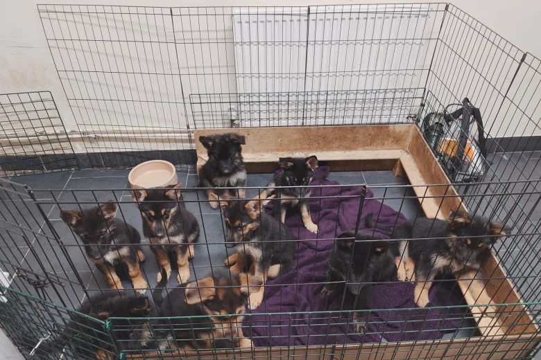 German Shepherd (Alsatian)