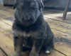 German Shepherd (Alsatian)