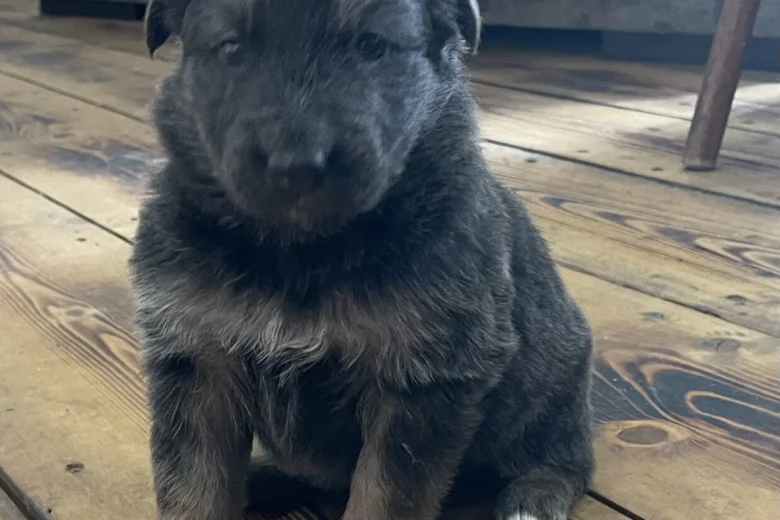 German Shepherd (Alsatian)