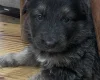 German Shepherd (Alsatian)