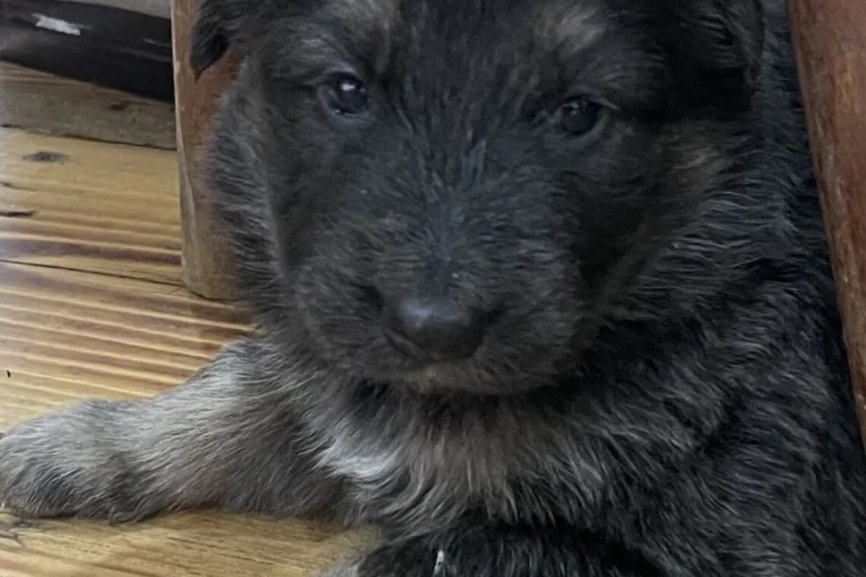 German Shepherd (Alsatian)
