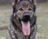 German Shepherd (Alsatian)