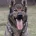 German Shepherd (Alsatian)