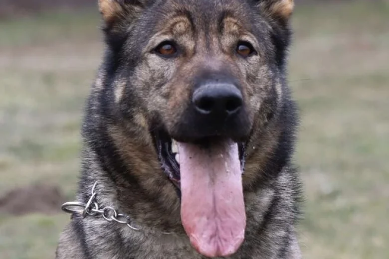 German Shepherd (Alsatian)