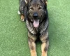 German Shepherd (Alsatian)