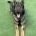 German Shepherd (Alsatian)