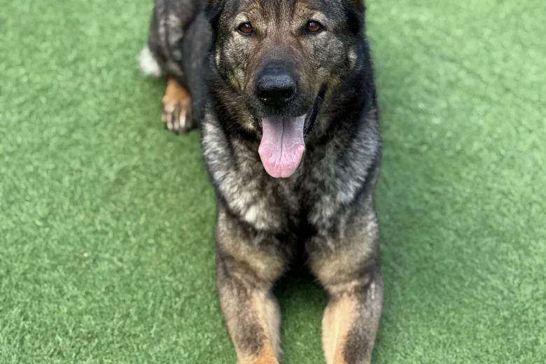 German Shepherd (Alsatian)