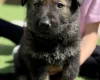 German Shepherd (Alsatian)