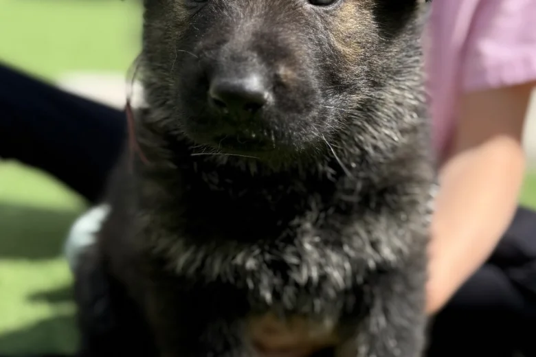 German Shepherd (Alsatian)