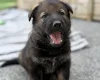 German Shepherd (Alsatian)