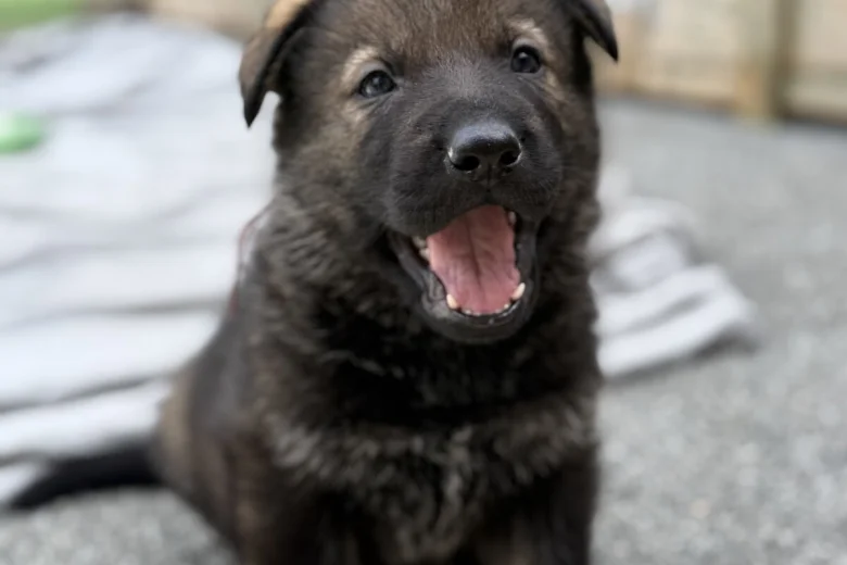 German Shepherd (Alsatian)
