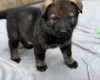 German Shepherd (Alsatian)