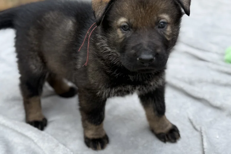 German Shepherd (Alsatian)