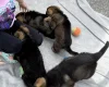 German Shepherd (Alsatian)