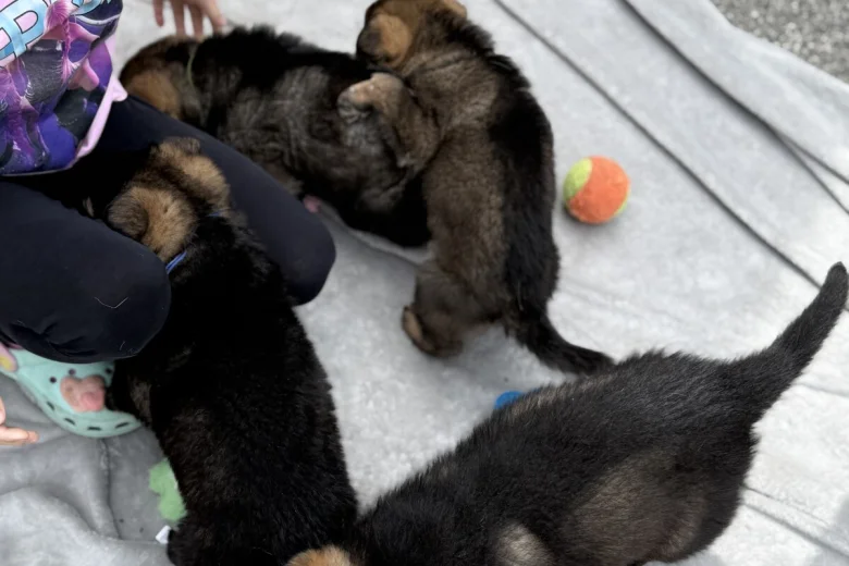 German Shepherd (Alsatian)