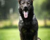 German Shepherd (Alsatian)