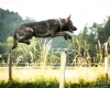 German Shepherd (Alsatian)