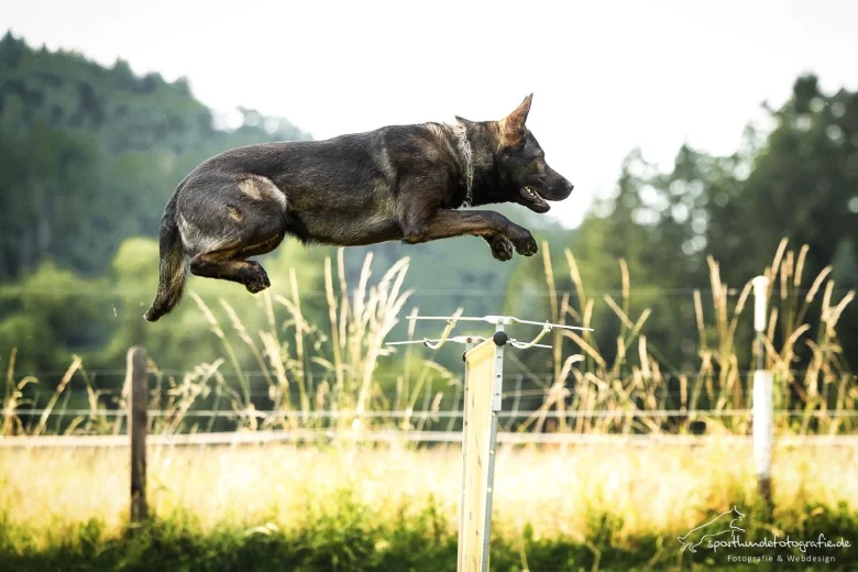 German Shepherd (Alsatian)