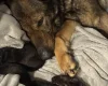 German Shepherd (Alsatian)