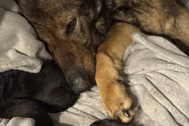German Shepherd (Alsatian)