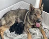 German Shepherd (Alsatian)