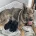 German Shepherd (Alsatian)