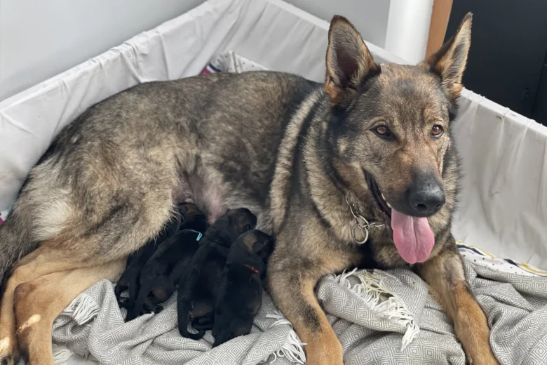 German Shepherd (Alsatian)