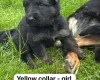 German Shepherd (Alsatian)