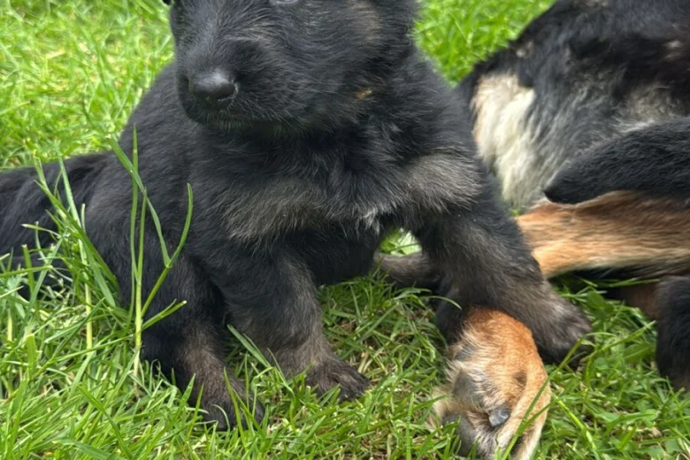 German Shepherd (Alsatian)