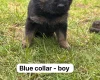 German Shepherd (Alsatian)