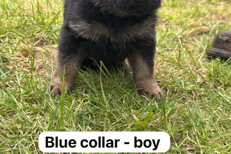 German Shepherd (Alsatian)